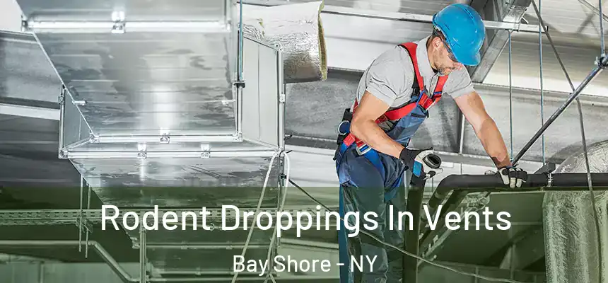  Rodent Droppings In Vents Bay Shore - NY